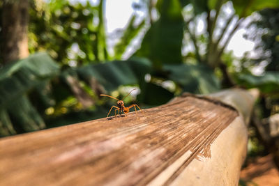 Close-up of ant on wood