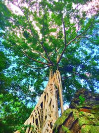 Low angle view of tree against sky