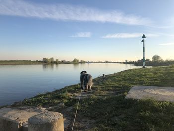 Dog standing in lake against sky