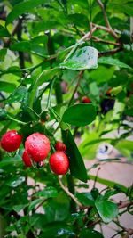 Close-up of cherries on tree