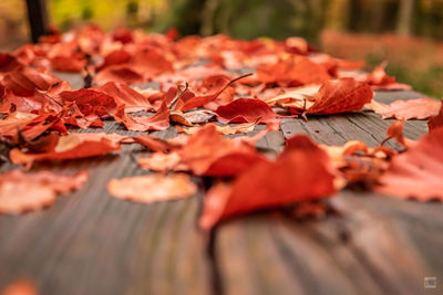 Close-up of autumn leaves on table