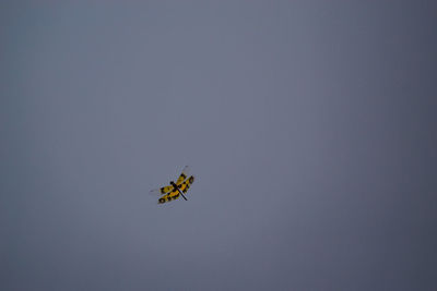 Low angle view of insect flying in sky