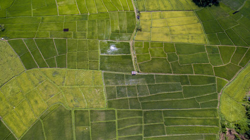 High angle view of snake on grass