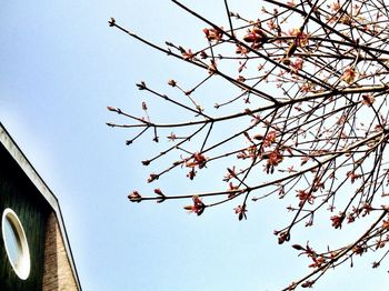 Low angle view of tree against clear sky
