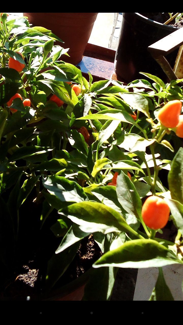 CLOSE-UP OF BERRIES ON PLANT