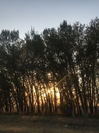 Trees in forest against sky