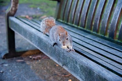 Close-up of squirrel