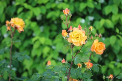 Close-up of yellow flowering plant