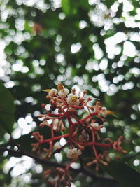 Close-up of fresh flowers blooming on tree