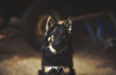 Portrait of black dog