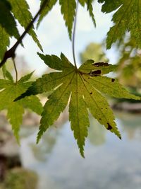 Close-up of maple leaves on tree