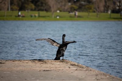 Bird flying over sea