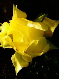 Close-up of rose over black background