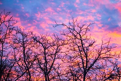 Low angle view of silhouette bare tree against sky