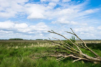 Grass on field against sky