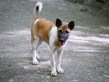 Portrait of dog standing on street