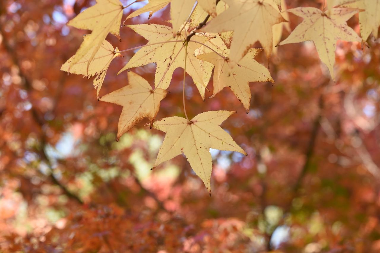 autumn, change, leaf, plant part, tree, plant, no people, nature, maple leaf, focus on foreground, maple tree, close-up, day, beauty in nature, leaves, branch, selective focus, outdoors, orange color, growth, autumn collection, natural condition