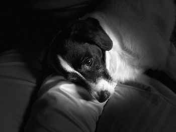 Close-up portrait of dog relaxing on sofa at home