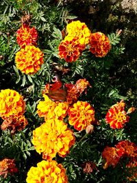 Yellow flowers blooming outdoors