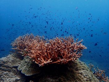 View of fish swimming underwater