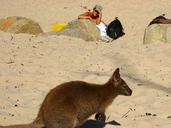 High angle view of kangaroo with woman lying on rock and sand