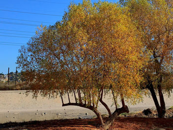 Trees growing by lake against sky during autumn