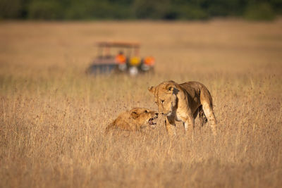 Two lions play fighting with truck behind