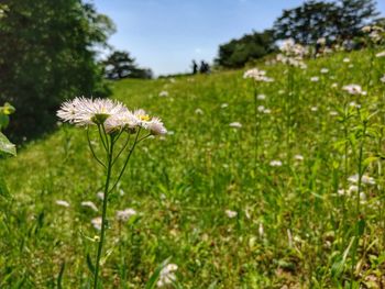 Close-up of white flowering plants on field