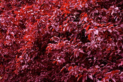 Full frame of red leaves on tree