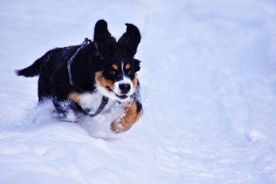 Dog running in snow