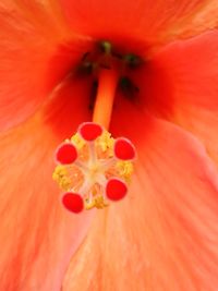 Macro shot of orange day