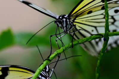 Close-up of butterfly on plant