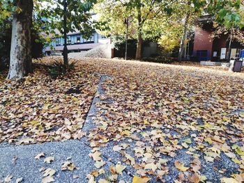 Surface level of dry leaves on street in city