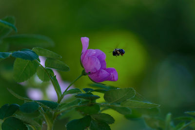 Close-up of insect on purple flowering plant