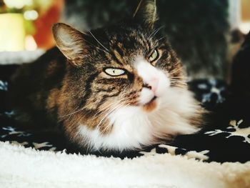 Close-up portrait of cat