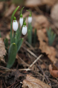 Close-up of white crocus blooming outdoors