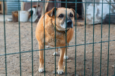 pet