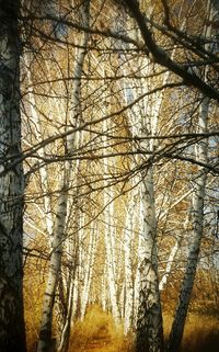 Low angle view of trees against sky