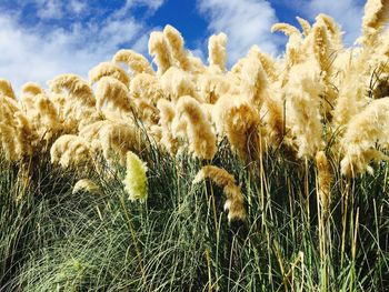 Low angle view of plants on field against sky