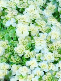 Full frame shot of white flowering plants