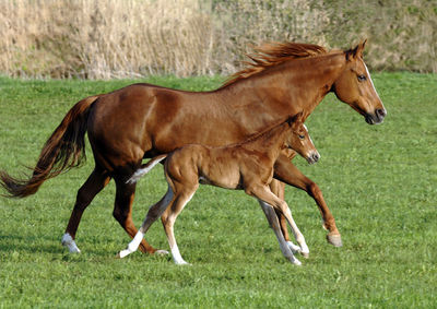 Mare horse with foal in synchronous gallop over meadow