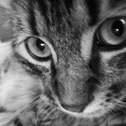 Close-up portrait of cat