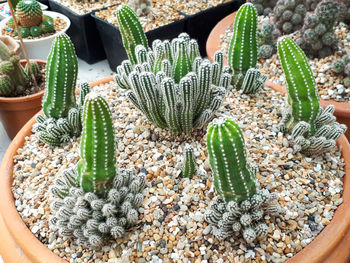 High angle view of succulent plant