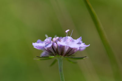 Close-up of purple flowering plant