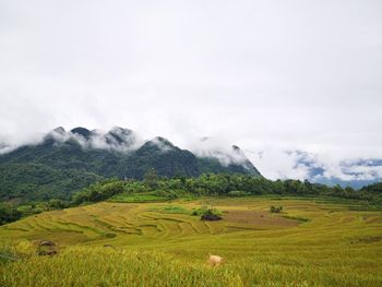 Scenic view of rice field against sky