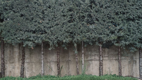 View of plants growing on building