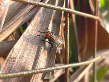 Close-up of insect perching on metal fence