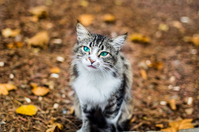 Portrait of cat on floor