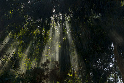 Sunlight streaming through trees in forest