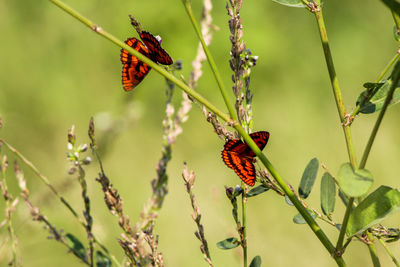 Close-up of butterfly on plant